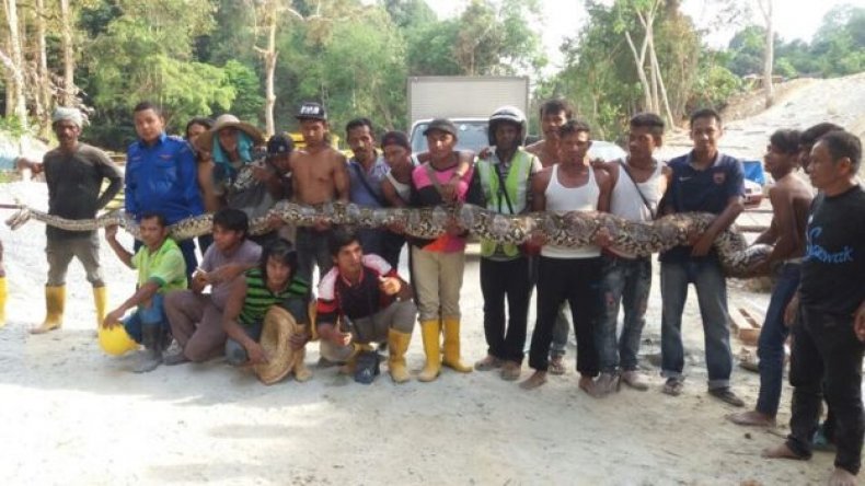 longest-snake-2