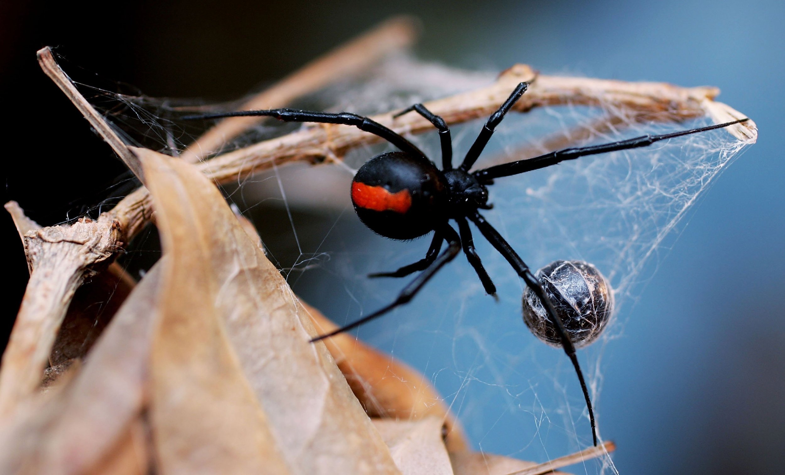 Australian Man Dies After Redback Spider Bite in New South Wales - Newsweek