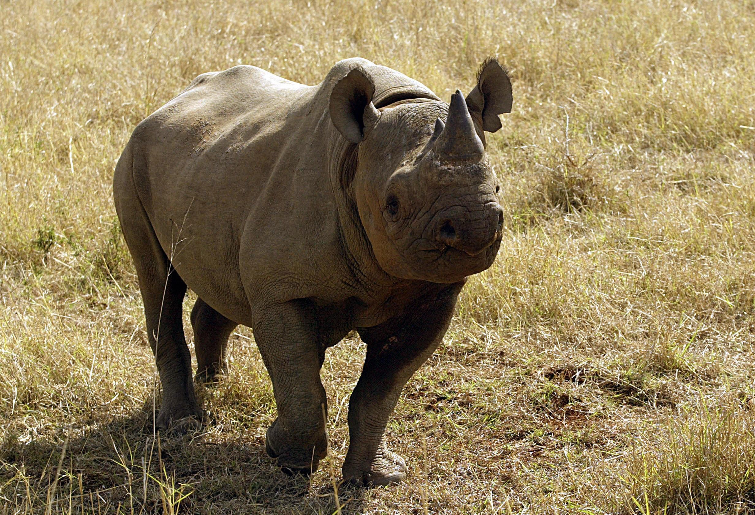 A black rhinoceros in South Africa.