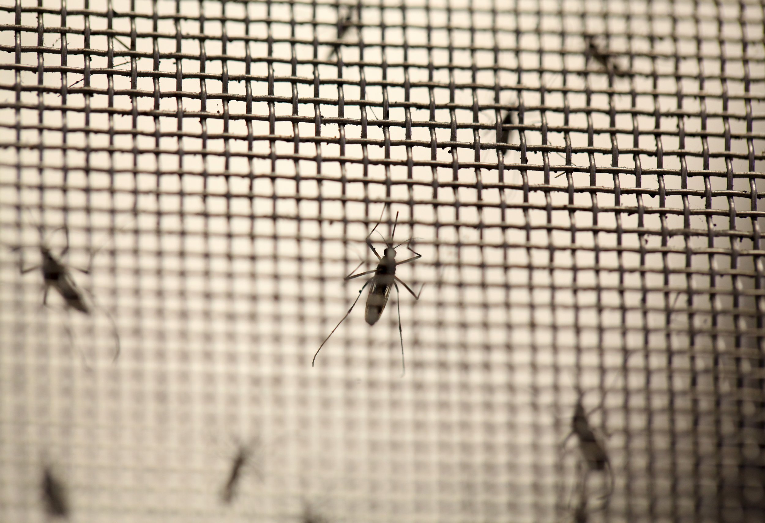 Aedes aegypti mosquitoes in a laboratory.