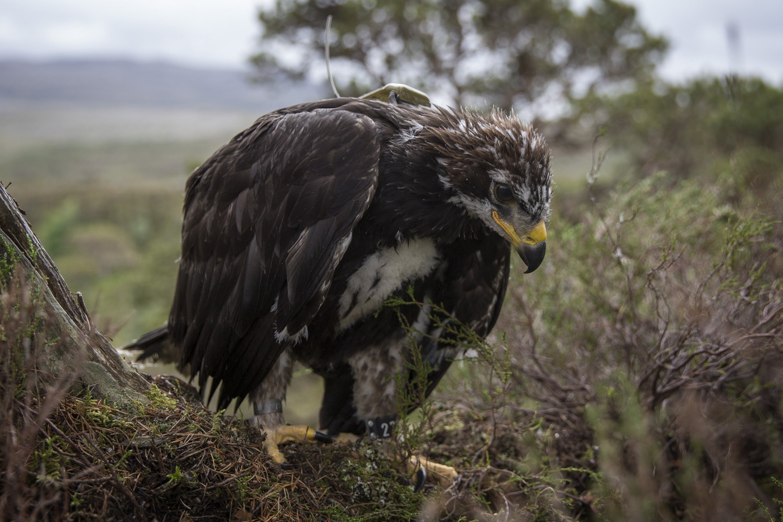 Last Remaining Golden Eagle In England Feared Dead