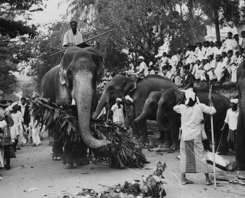 Elephant