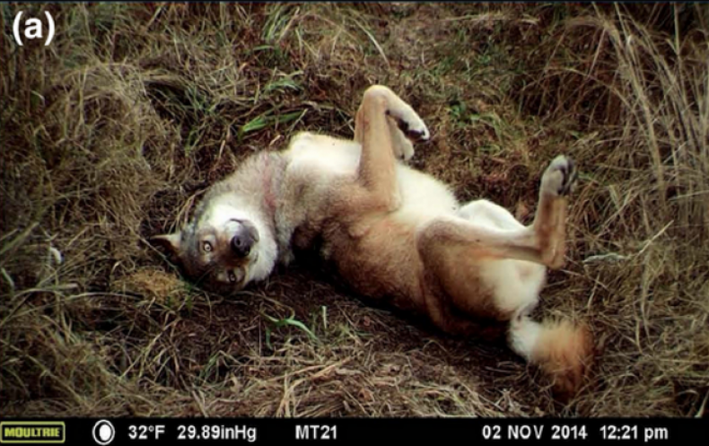 Chernobyl-wolf