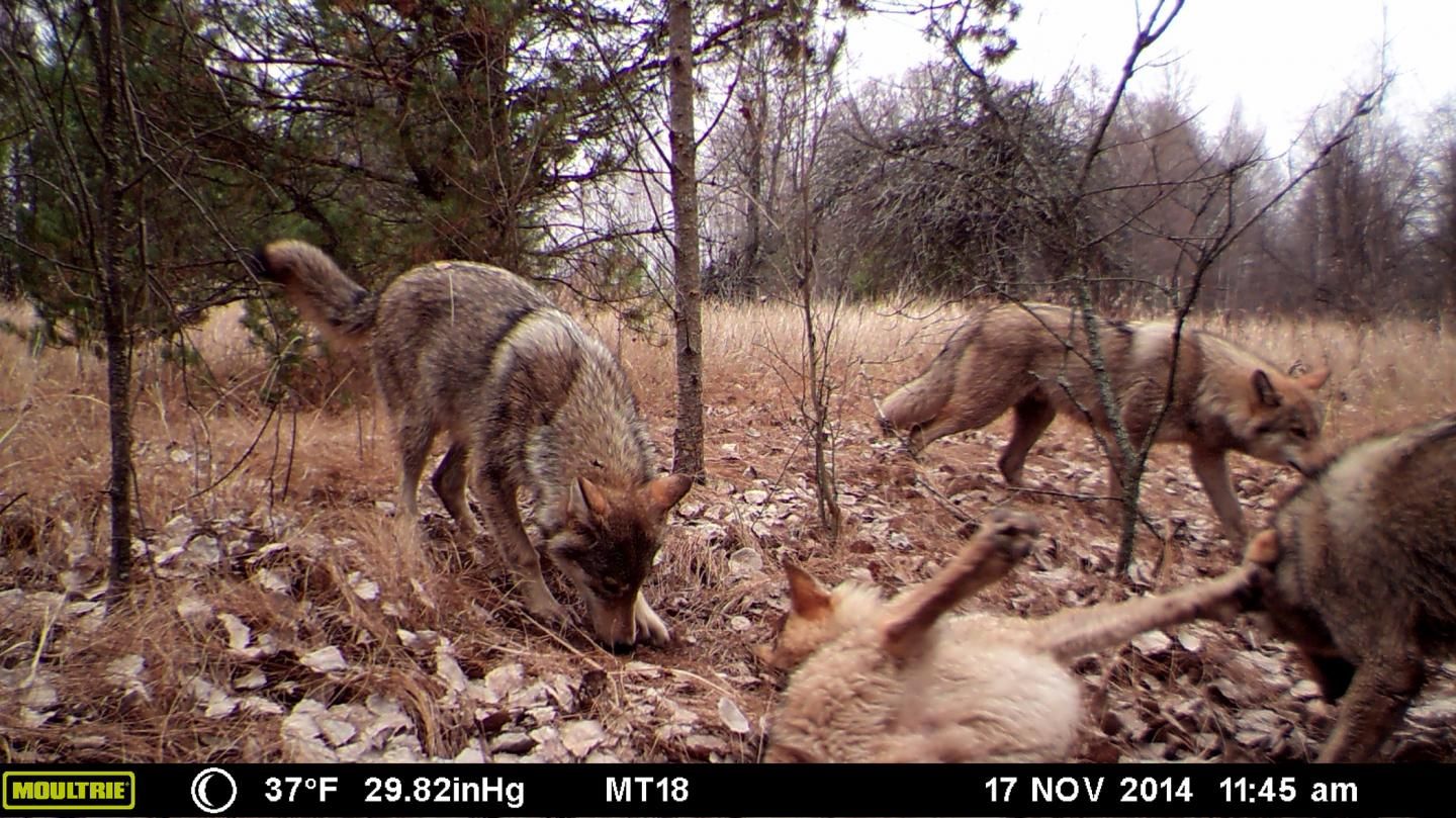 chernobyl-wolves