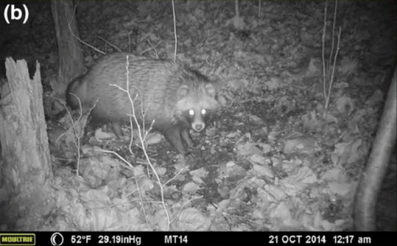 Raccoon-dog