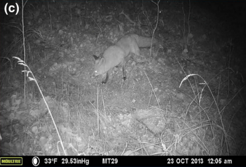 Fox-chernobyl