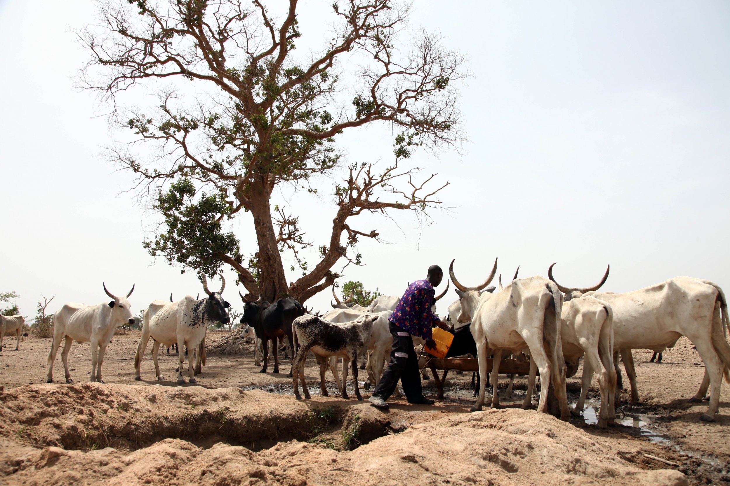 Fulani herdsmen waters cattle in Nigeria.