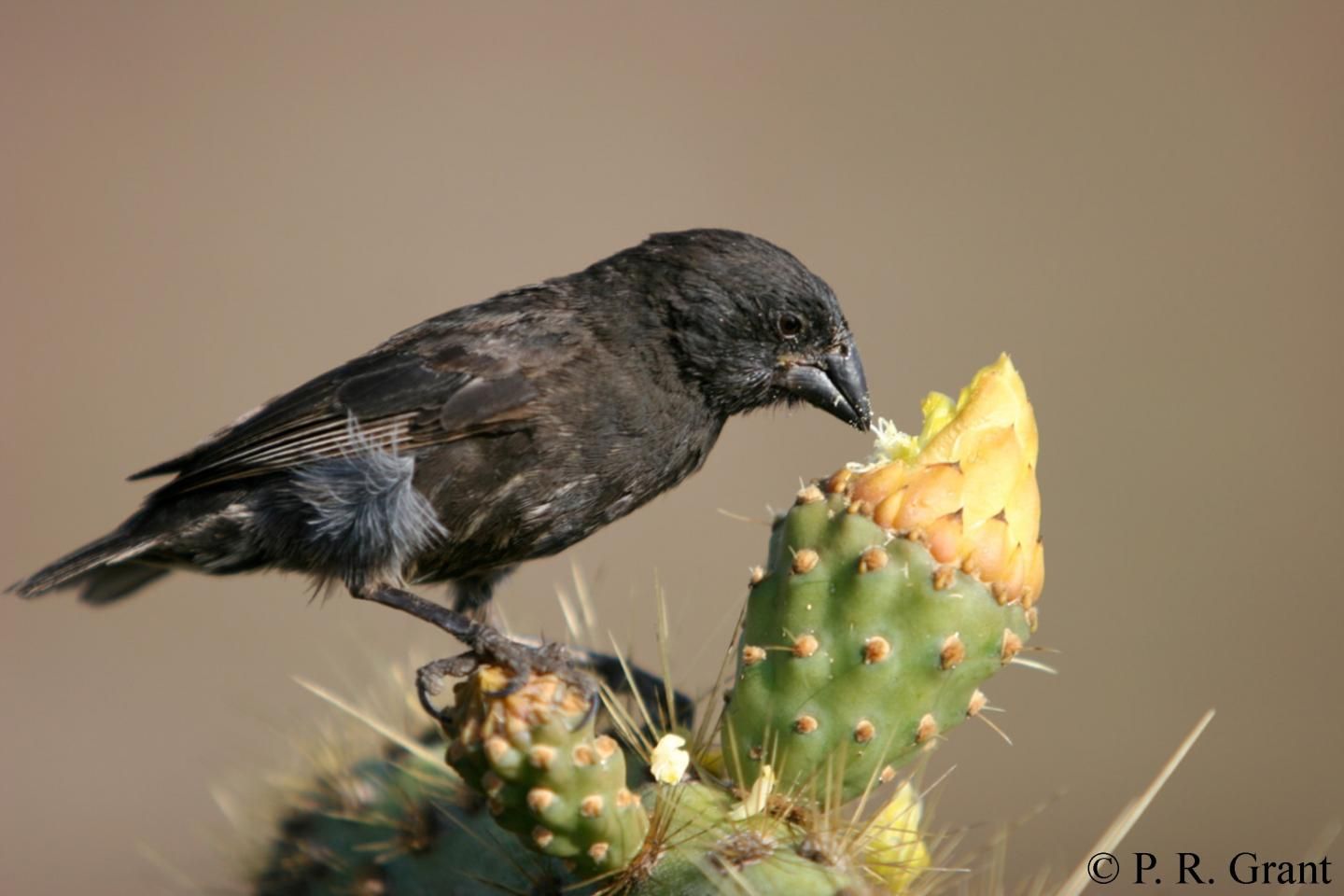 medium-ground-finch