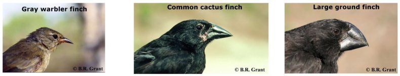 galapagos-finches