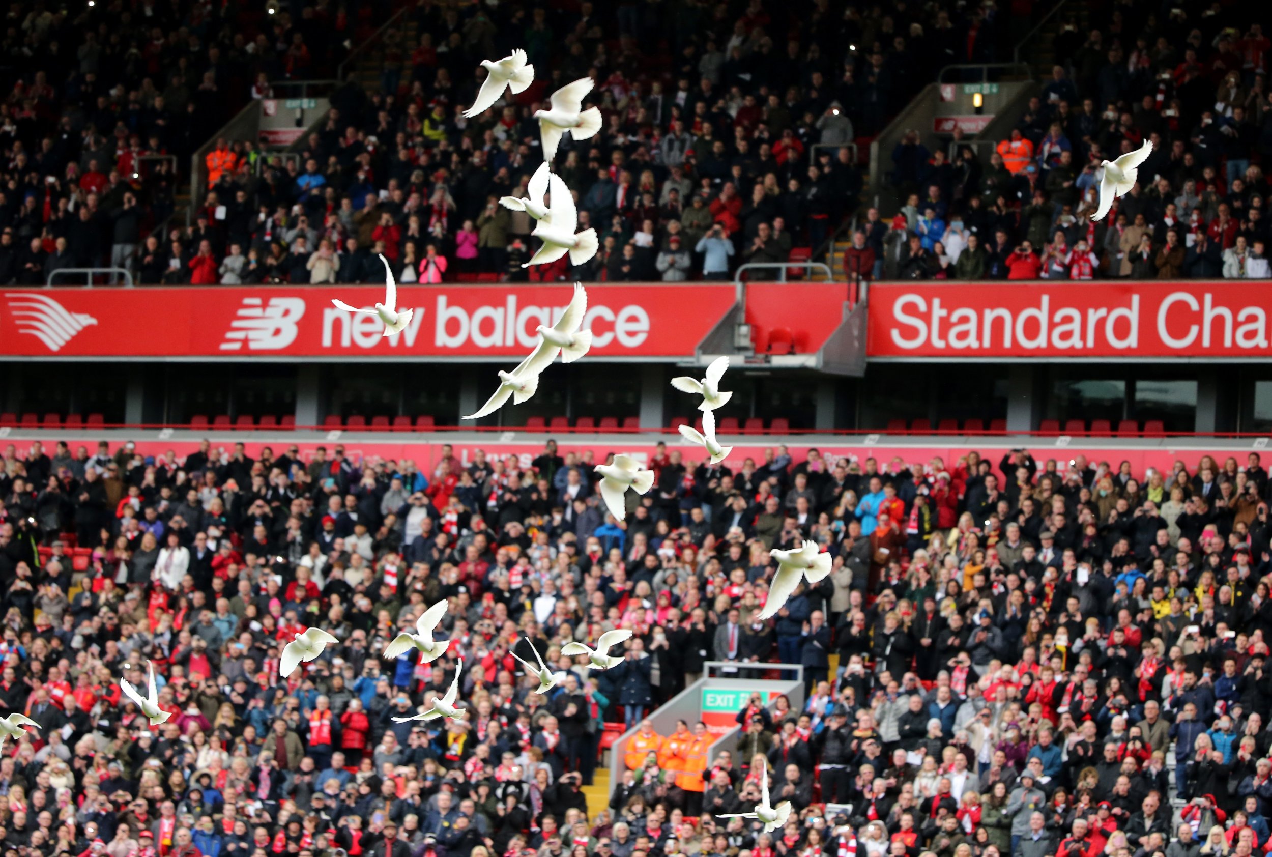 Hillsborough doves