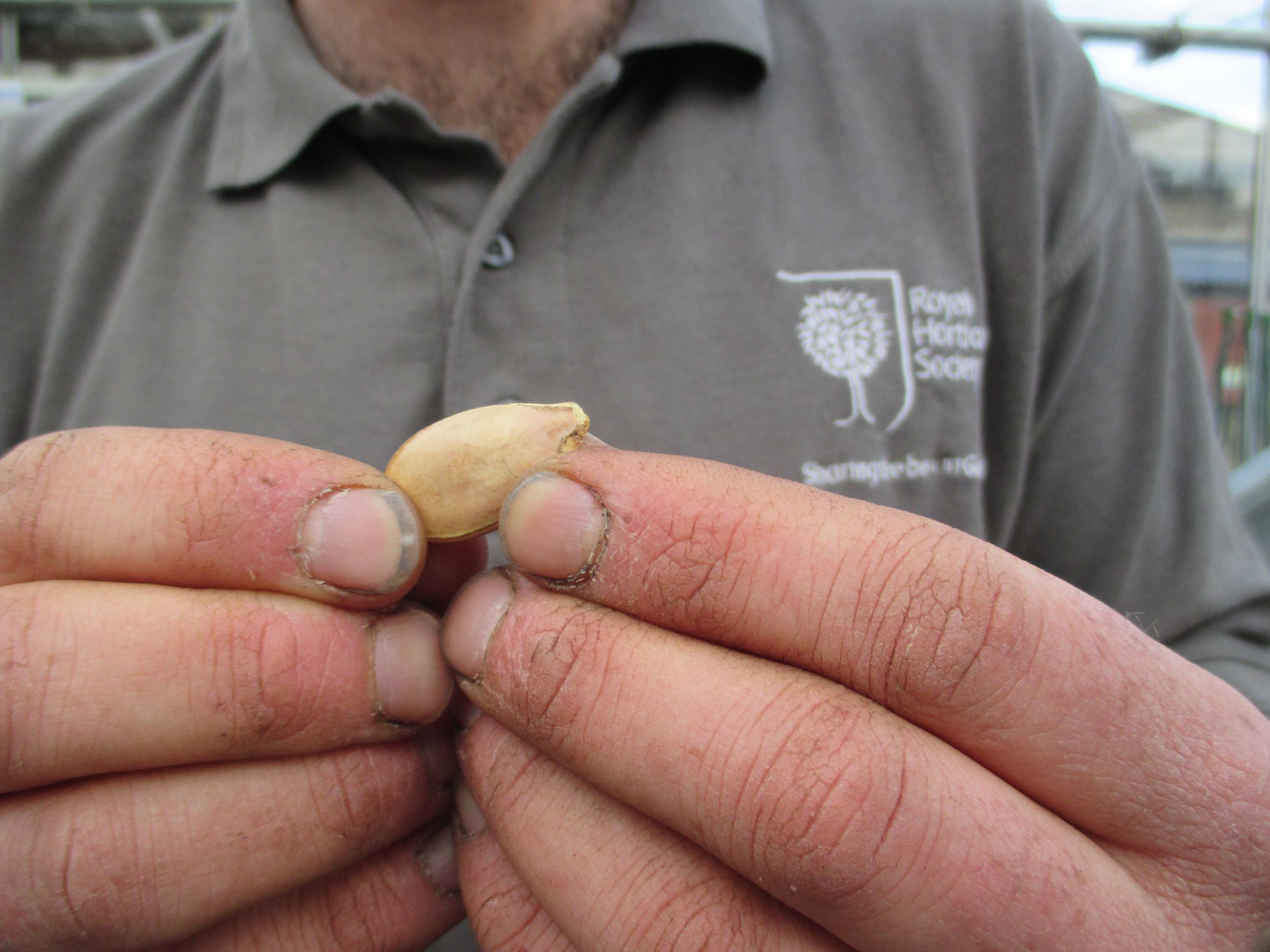 Hyde Hall Pumpkin Seed - seed close-up