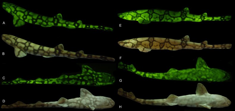 Chain catshark composite