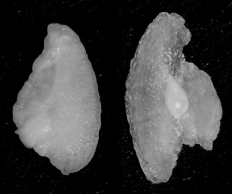 fish-ear-bone