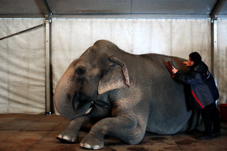 04_30_elephants_02