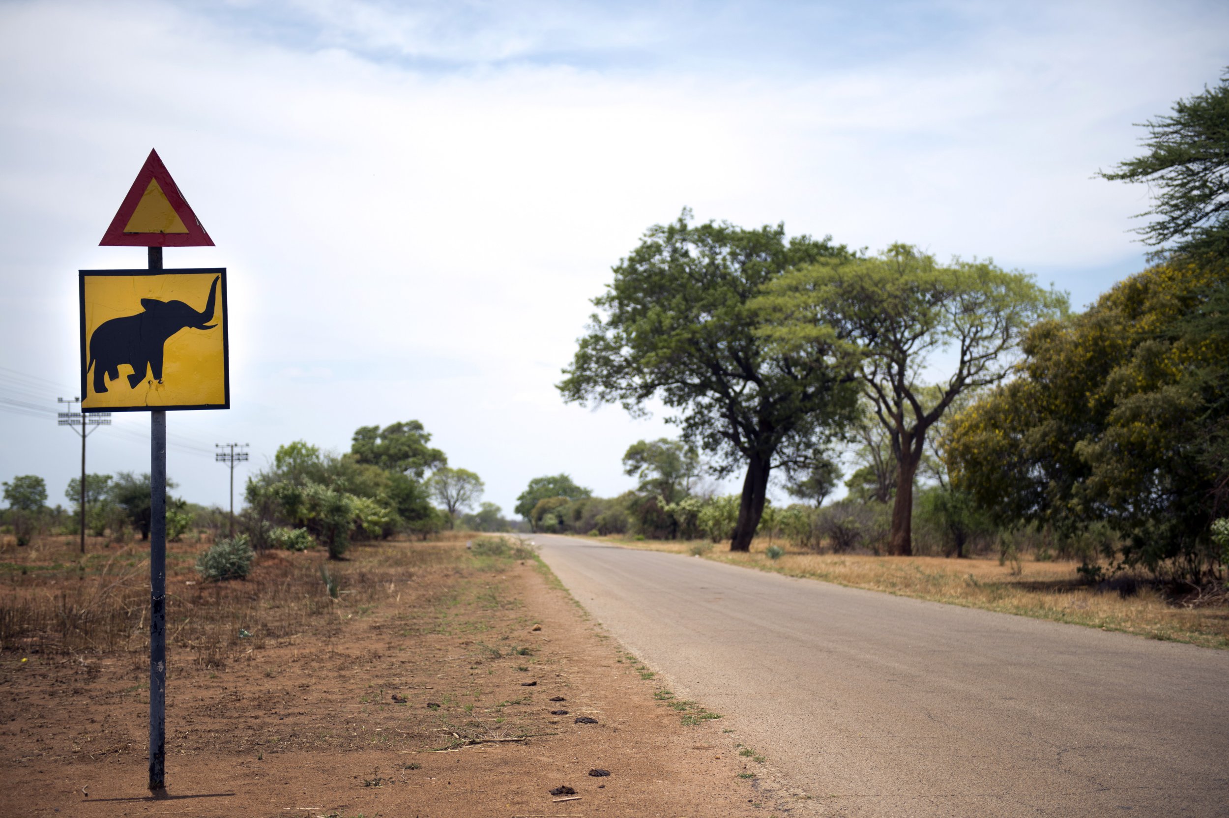 Zimbabwe elephant crossing in Hwange National Park