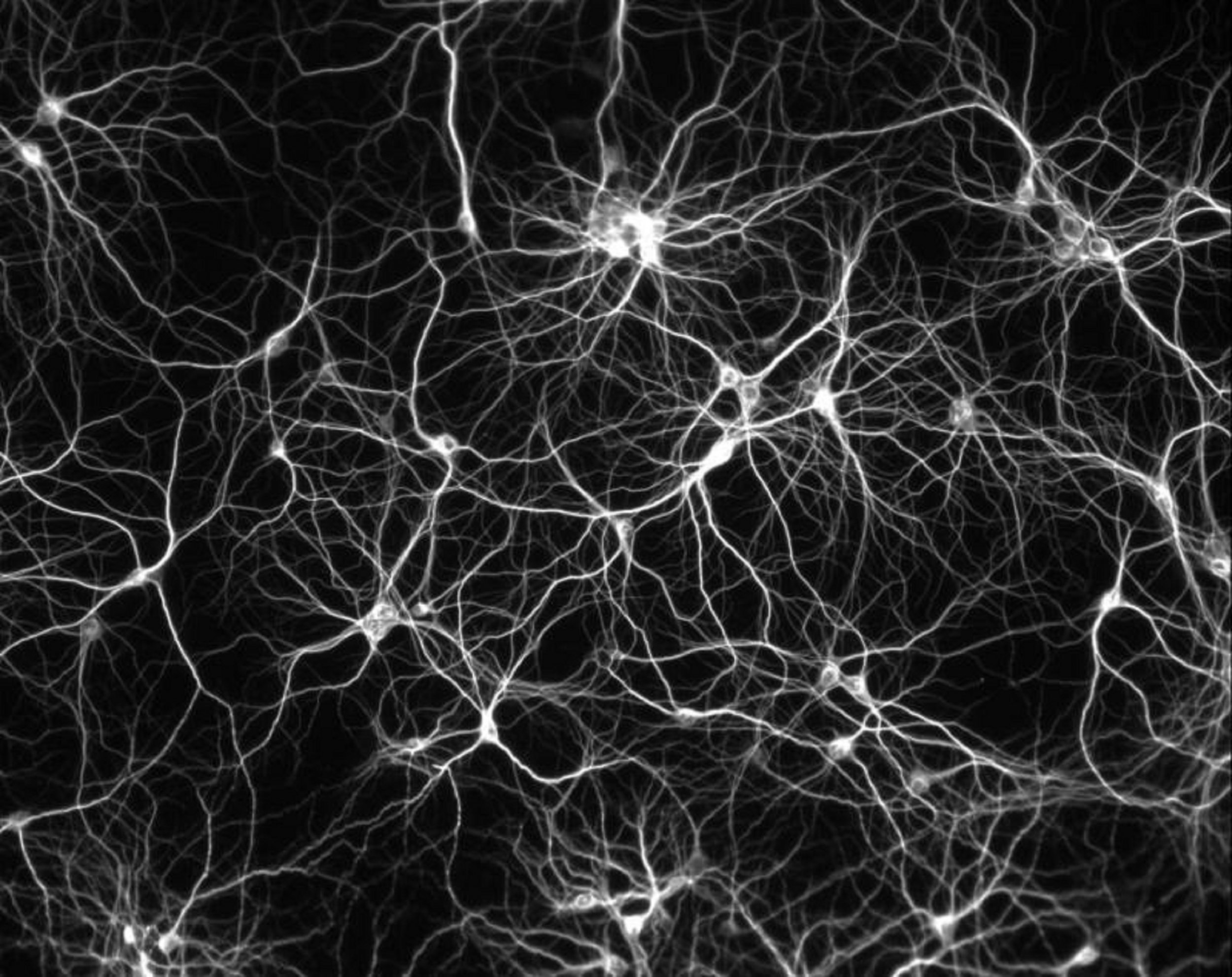 memory manipulation mice neuron brain