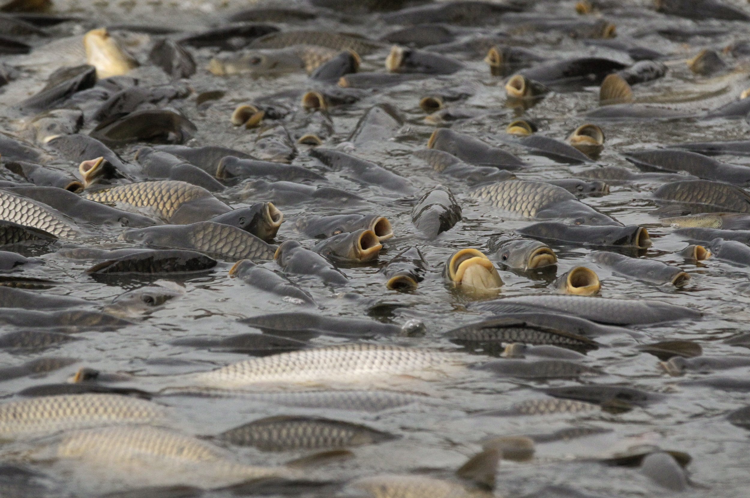 European-carp