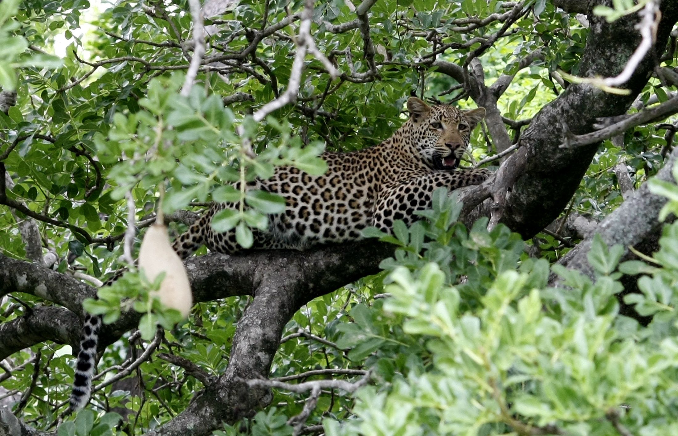 Leopard-tree
