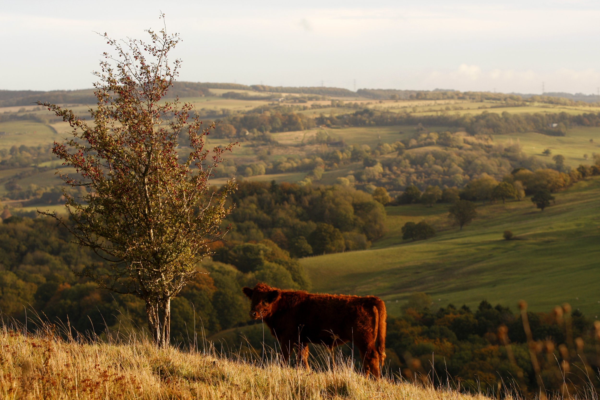 Cotswolds