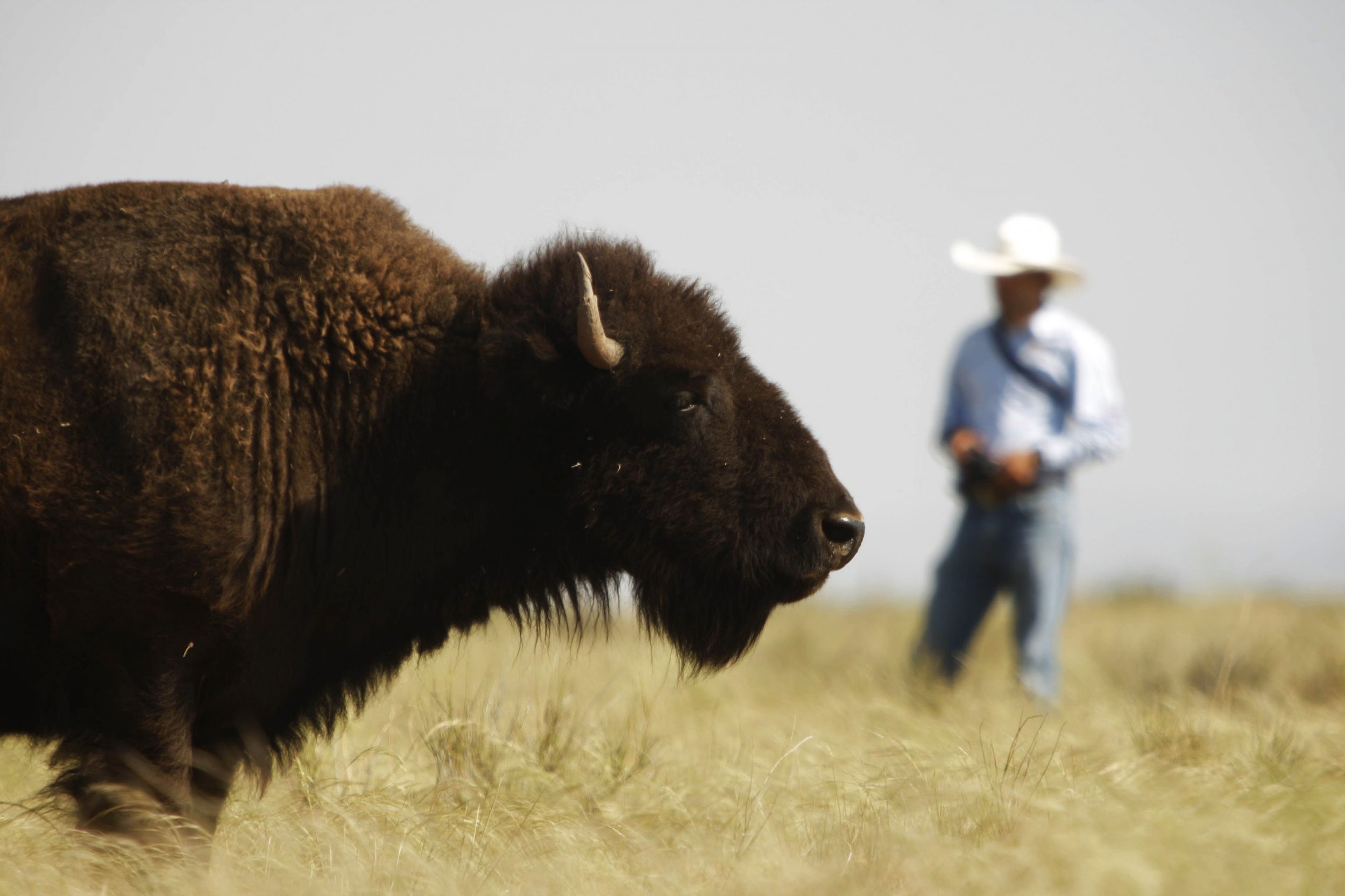 And the New National Mammal Is…the American Bison