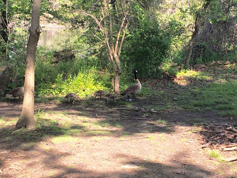Canada Geese