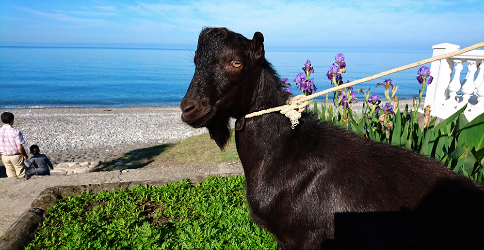 Primorsky Safari Park's goat named 'Obama'