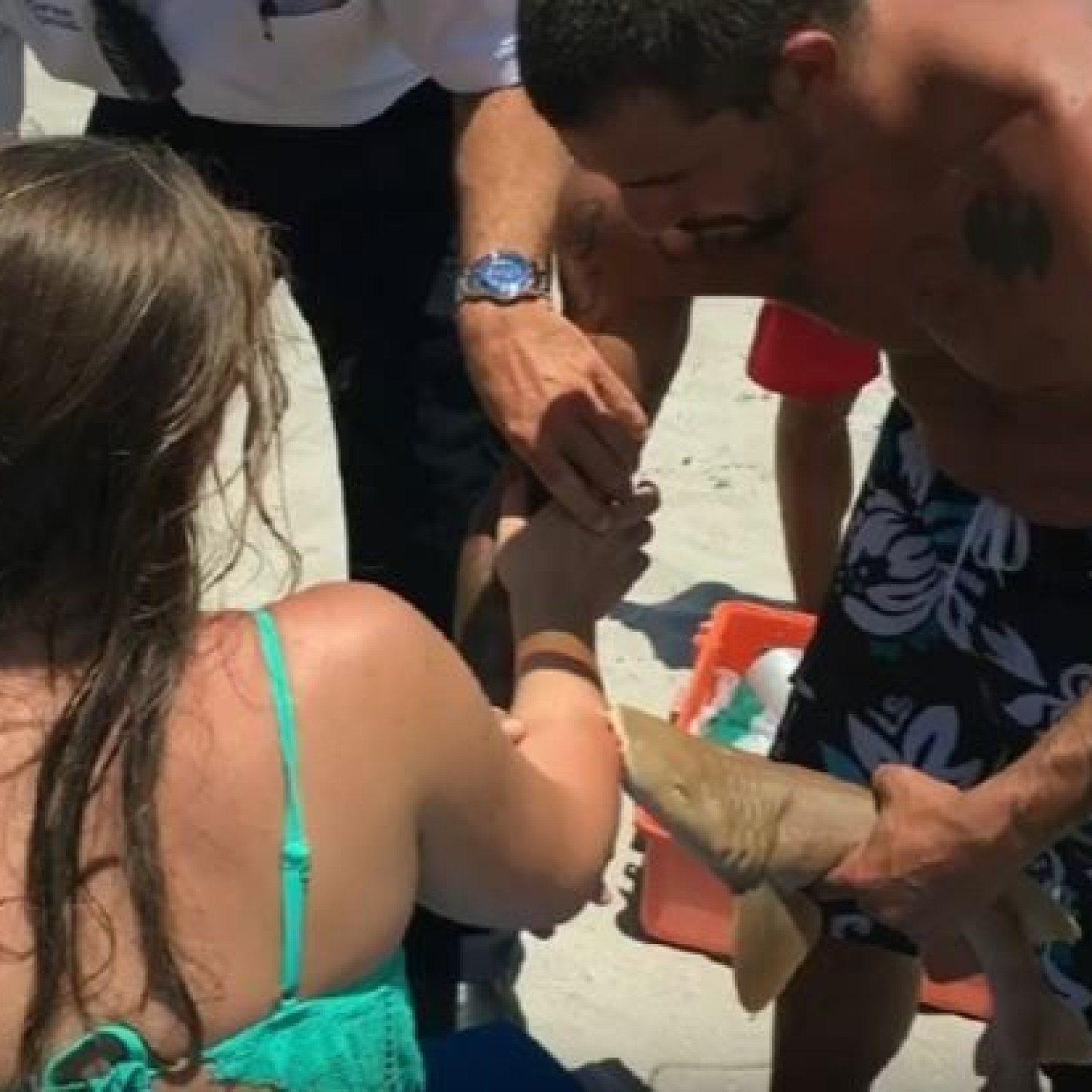 Provoked Nurse Shark Bites Florida Woman And Won T Let Go
