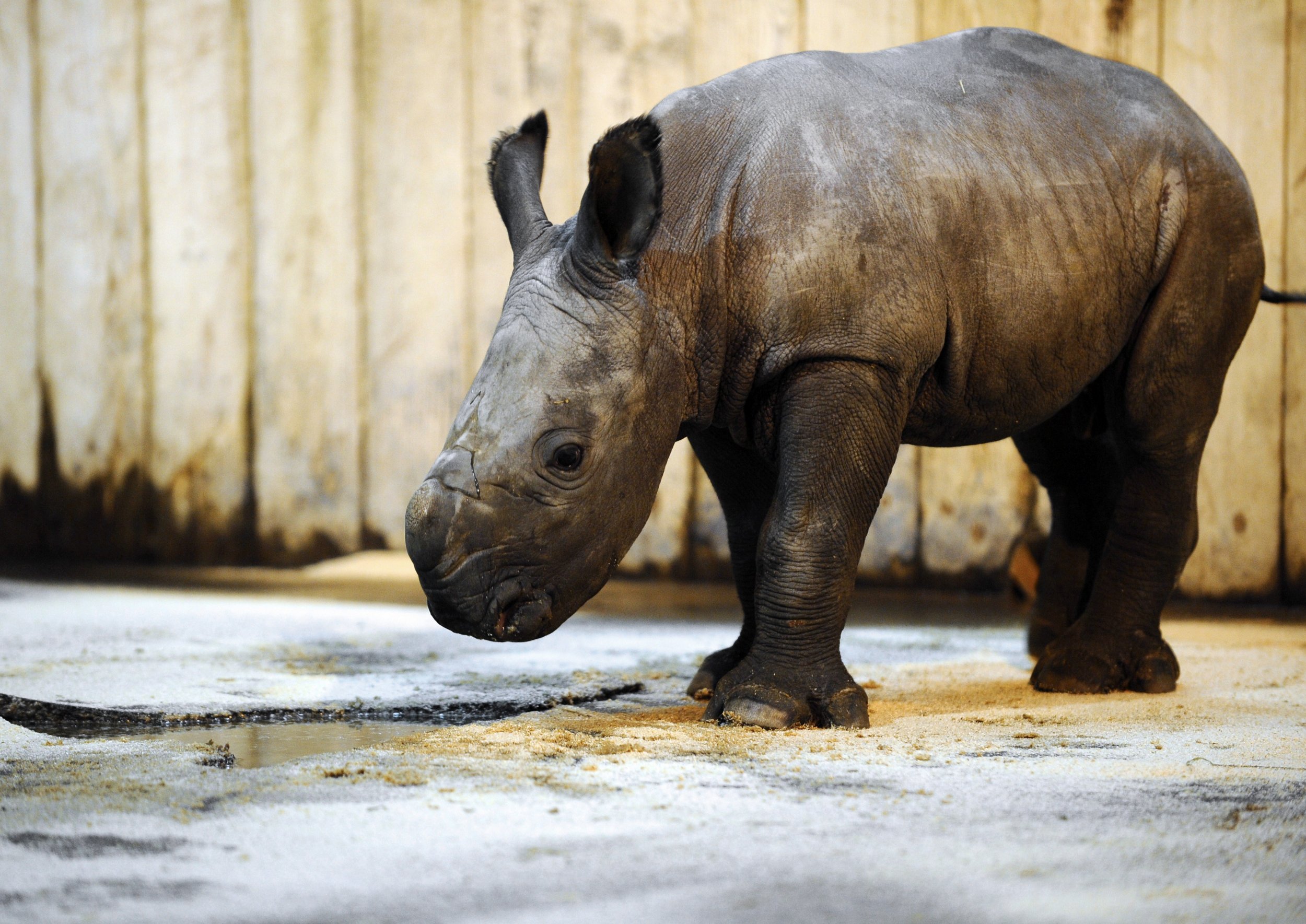 Baby white rhinoceros