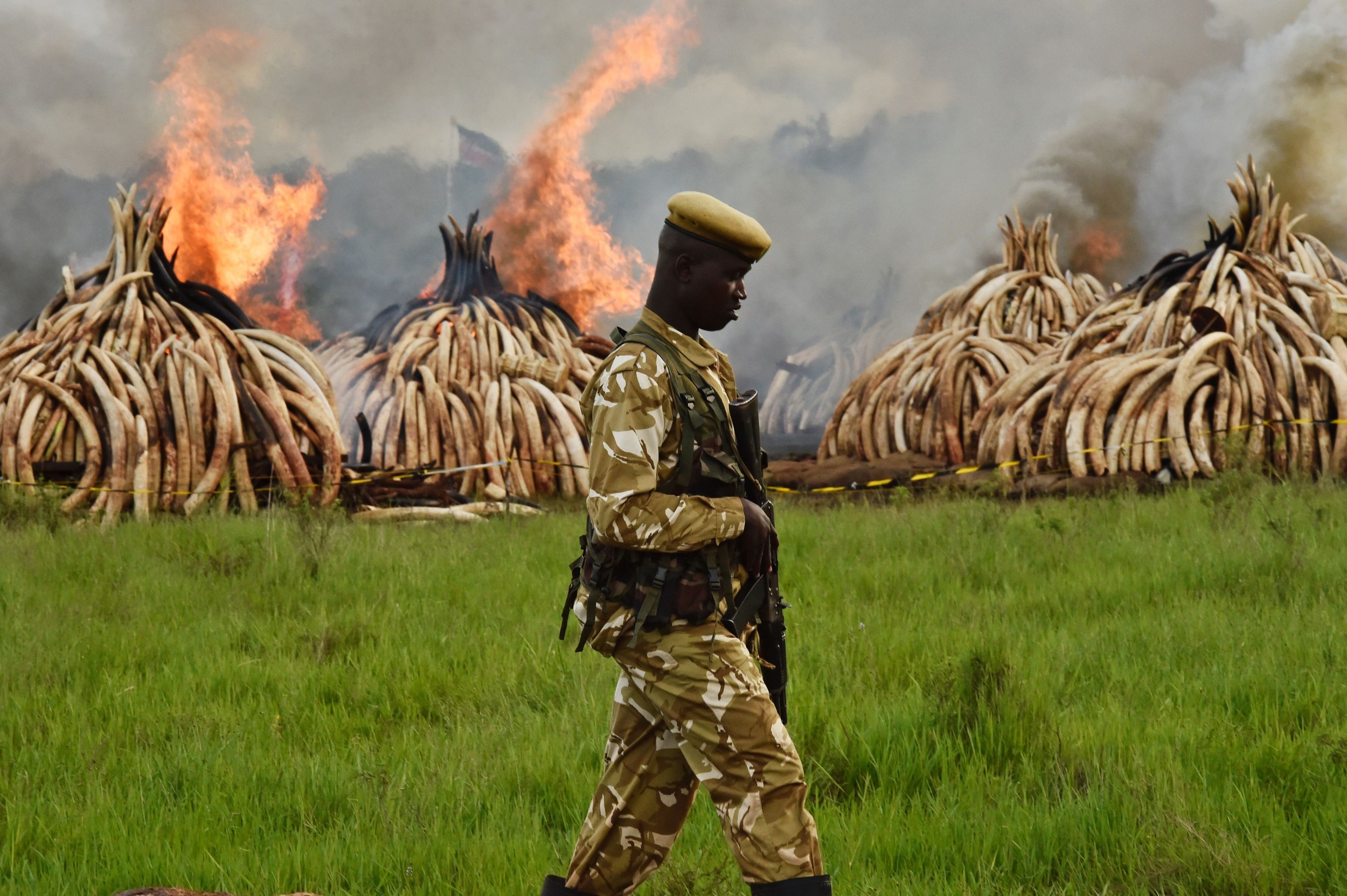 Kenya Ivory Fire 