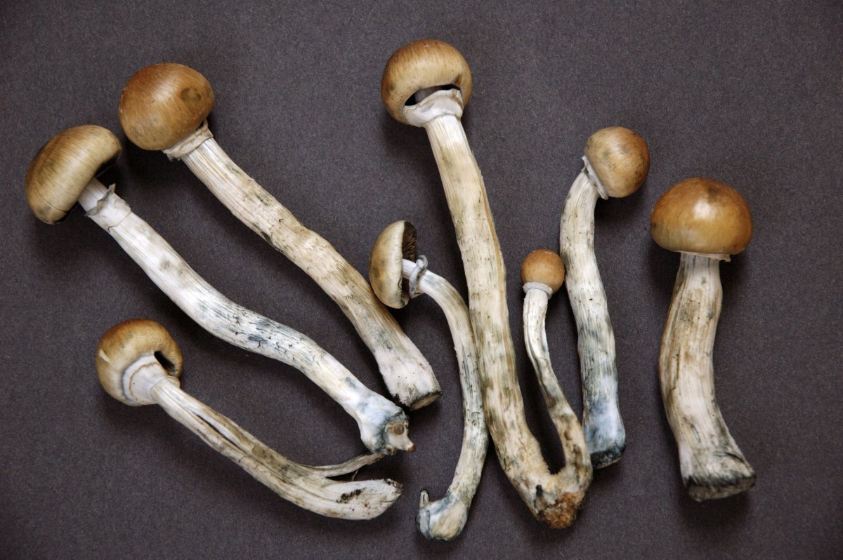 psilocybe-mushrooms