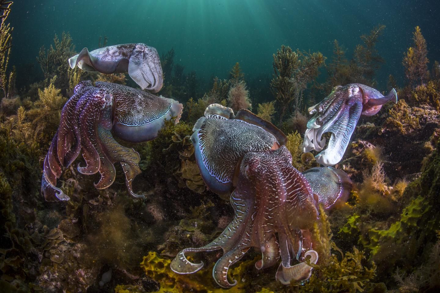 cuttlefish