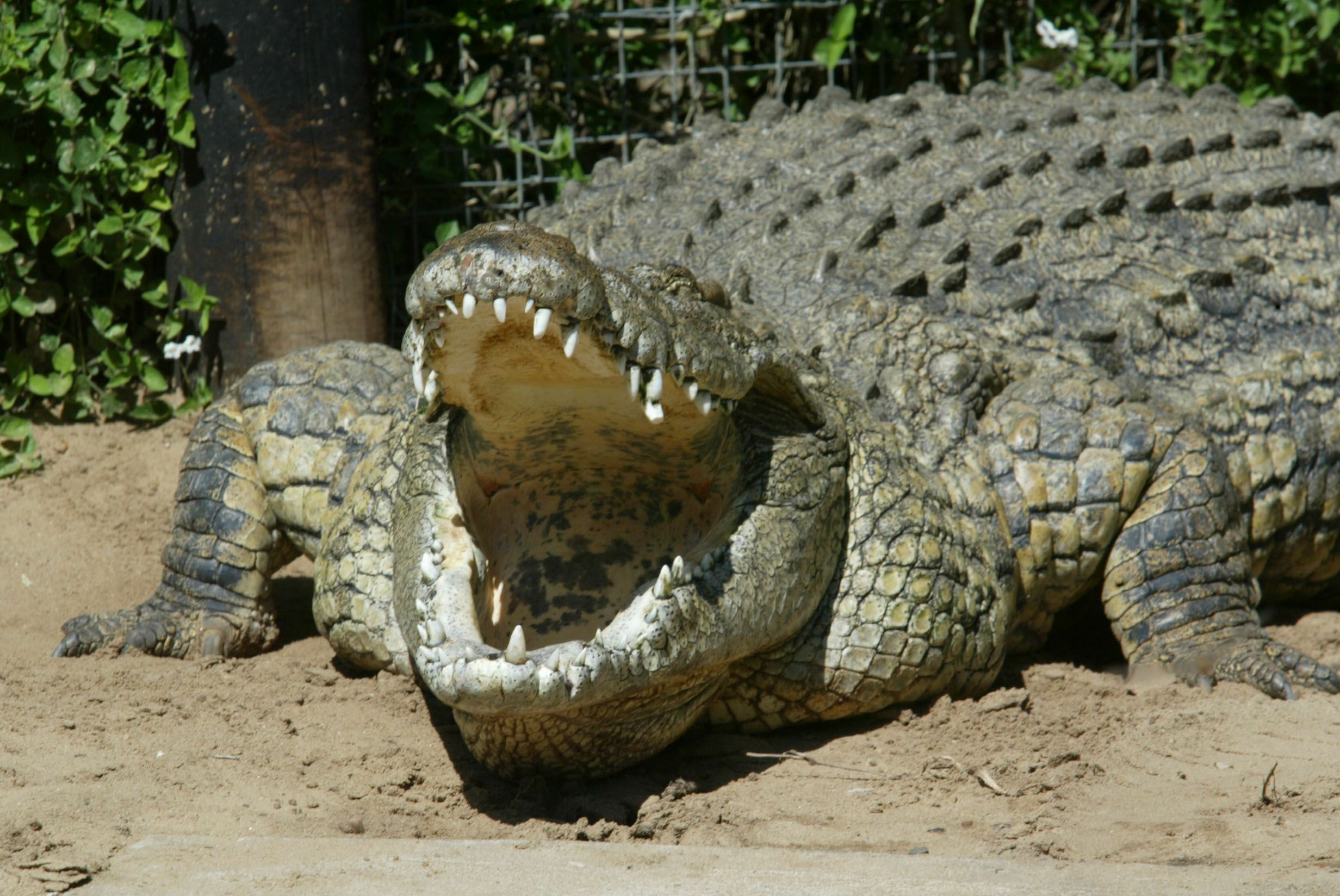 show me a picture of a crocodile