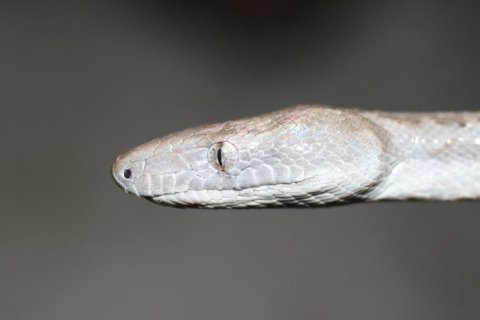 silver-boa-head