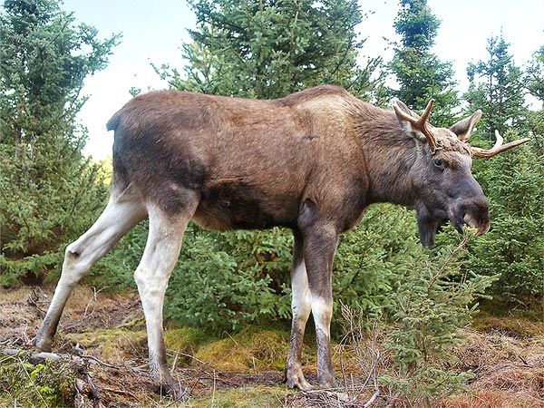 A moose