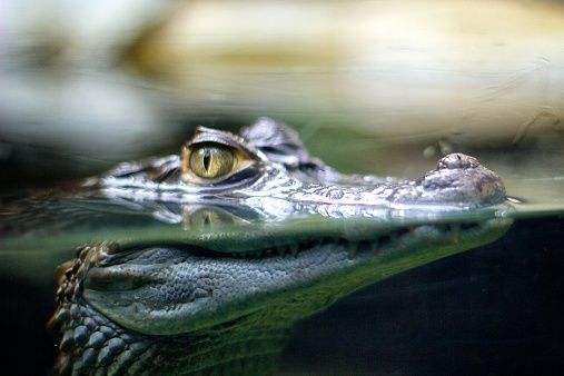 Crocodile Attack Australia