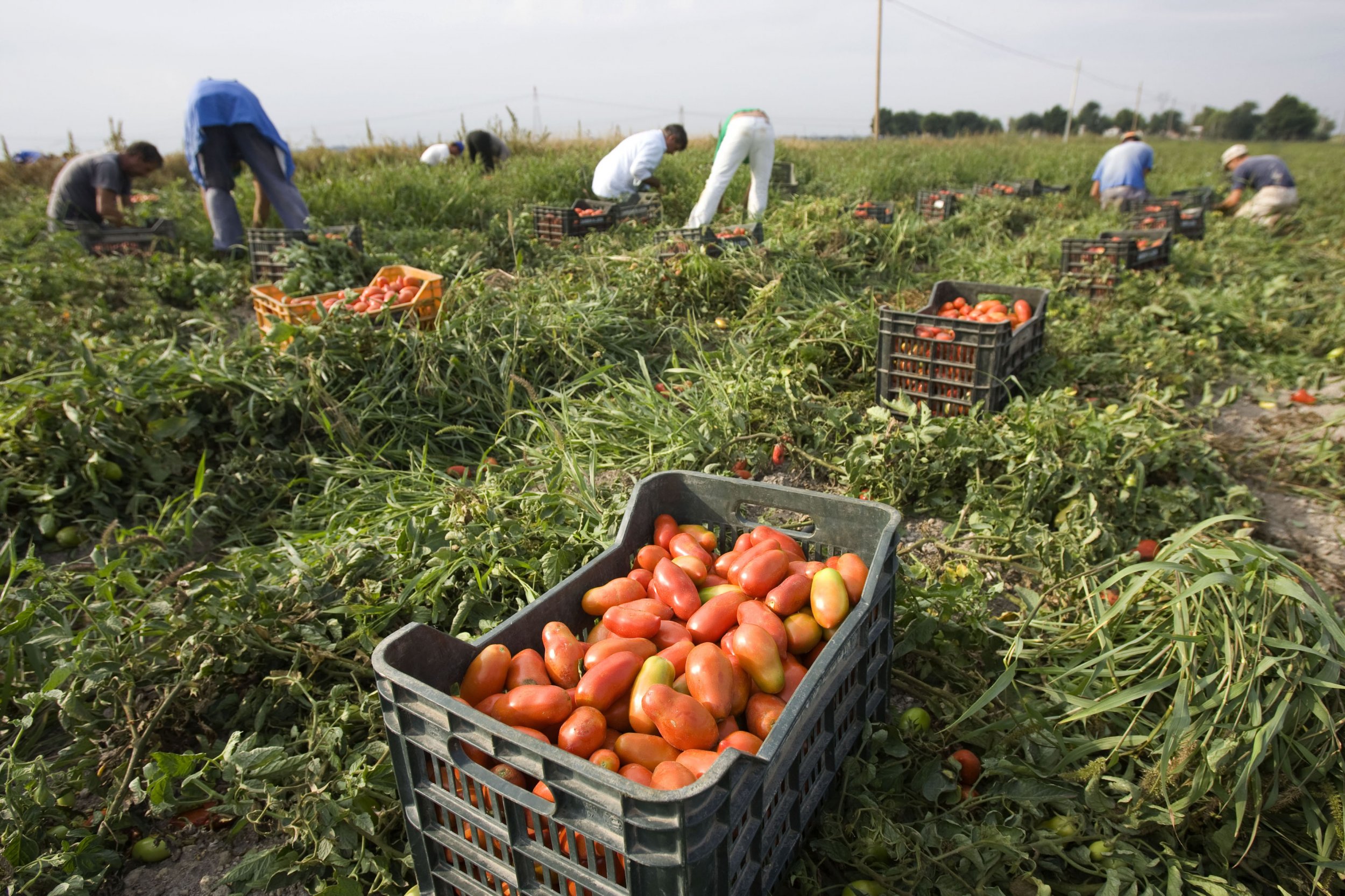 Farm Workers