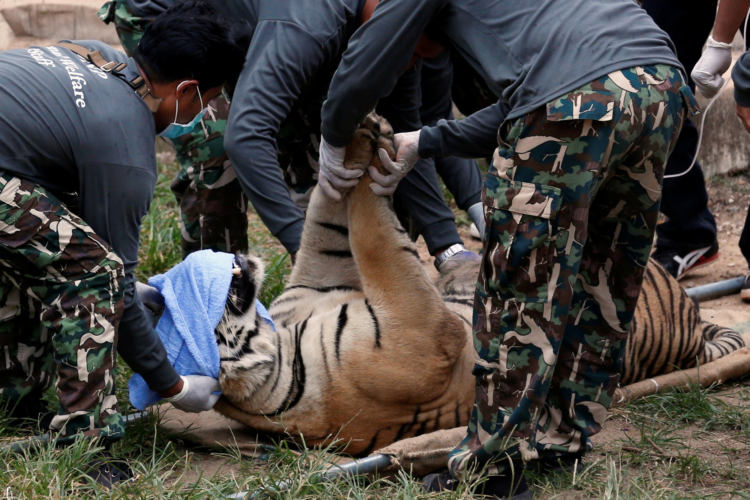 Tiger Temple Defends Abott as Authorities Find Fresh Evidence