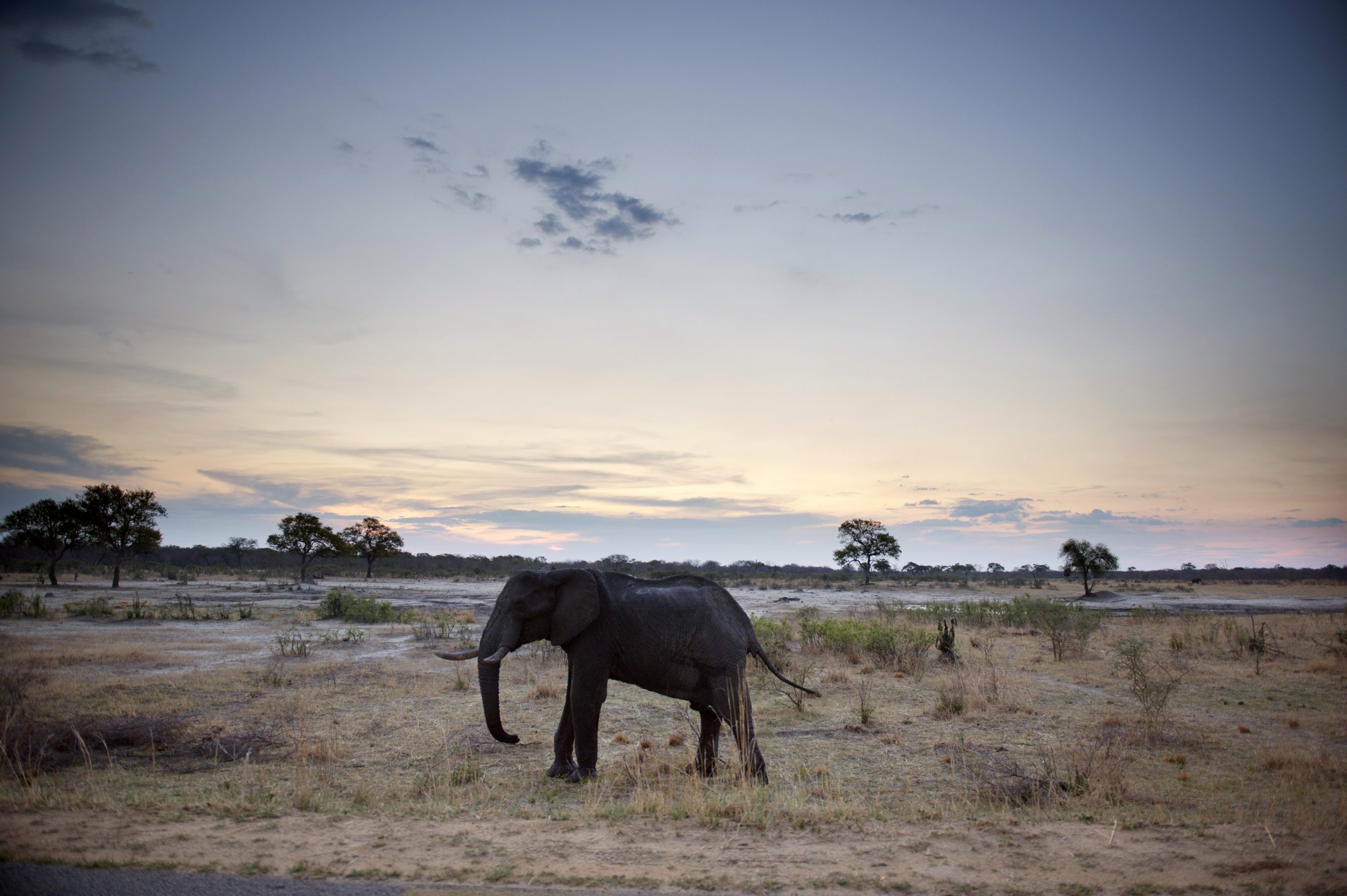 African elephant in Zimbabwe
