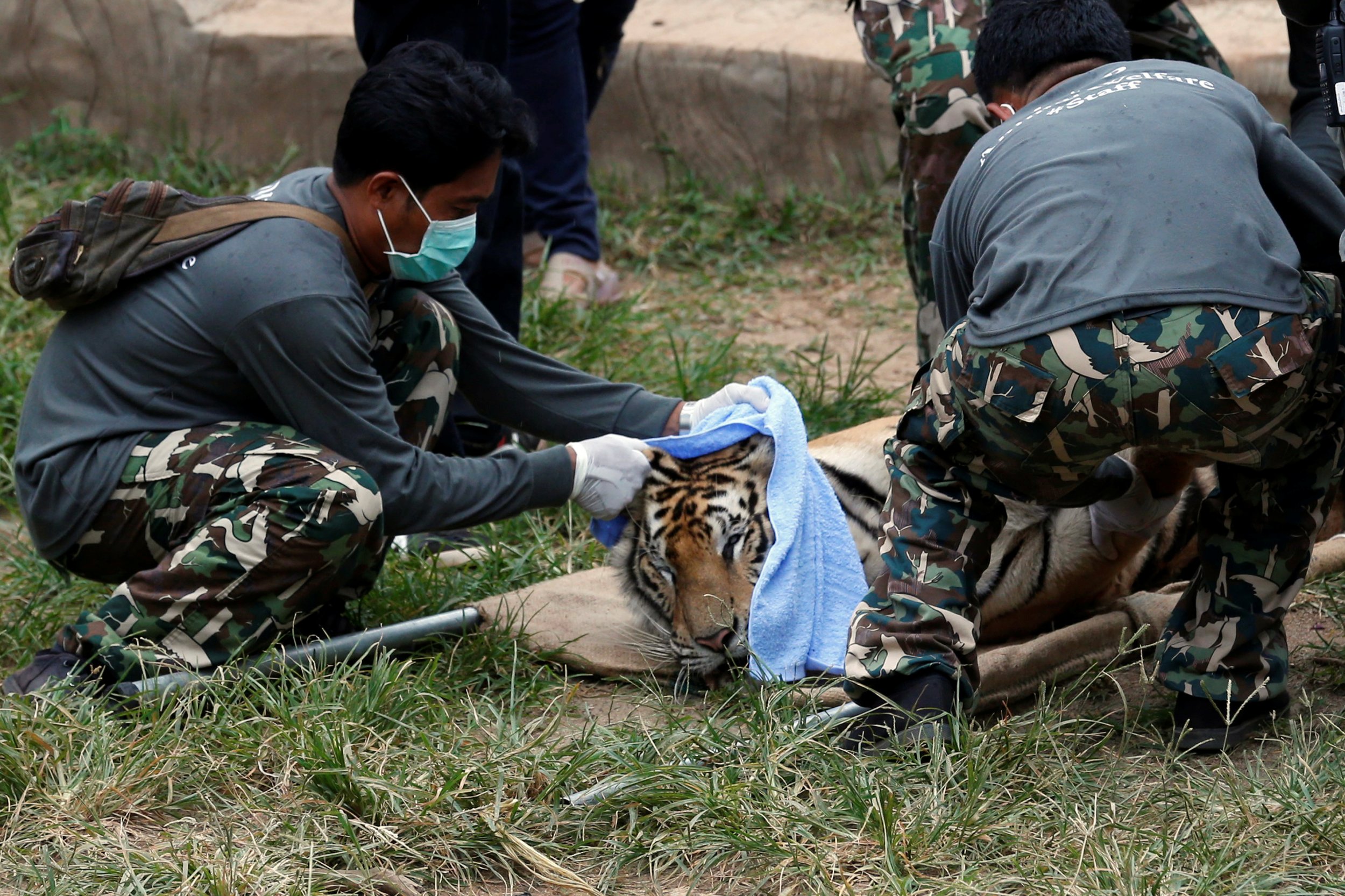 Bodies of 40 tiger cubs found in Thai temple freezer