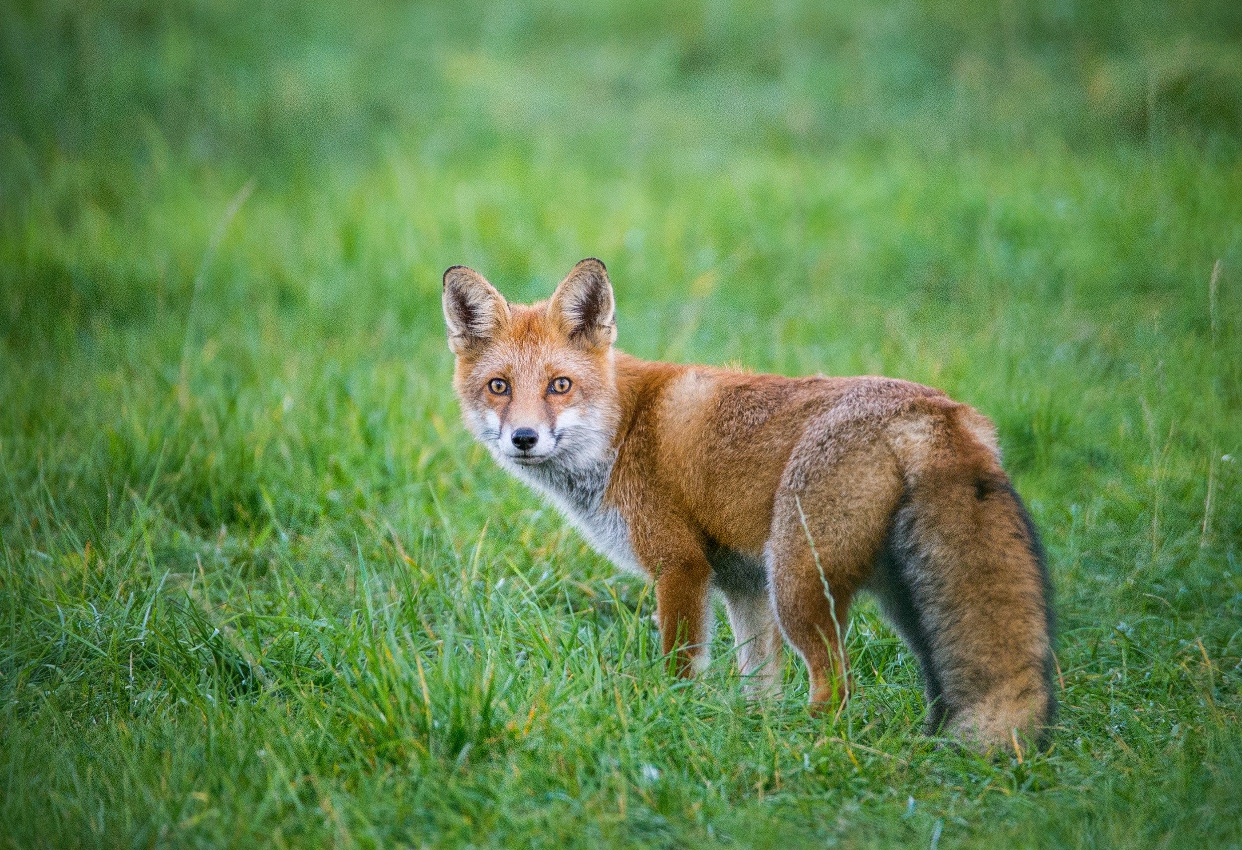 Обыкновенная лисица. Der Fuchs - лиса. Лесостепная обыкновенные лисицы. Лиса в России.