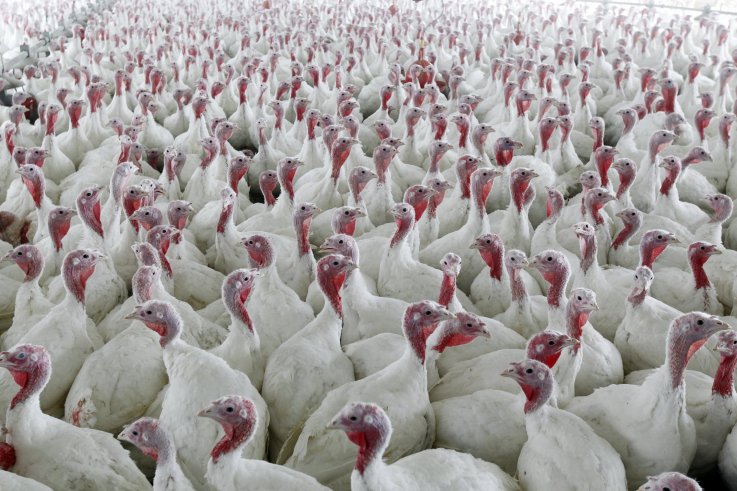 AntibioticAnimals AntibioticAnimals