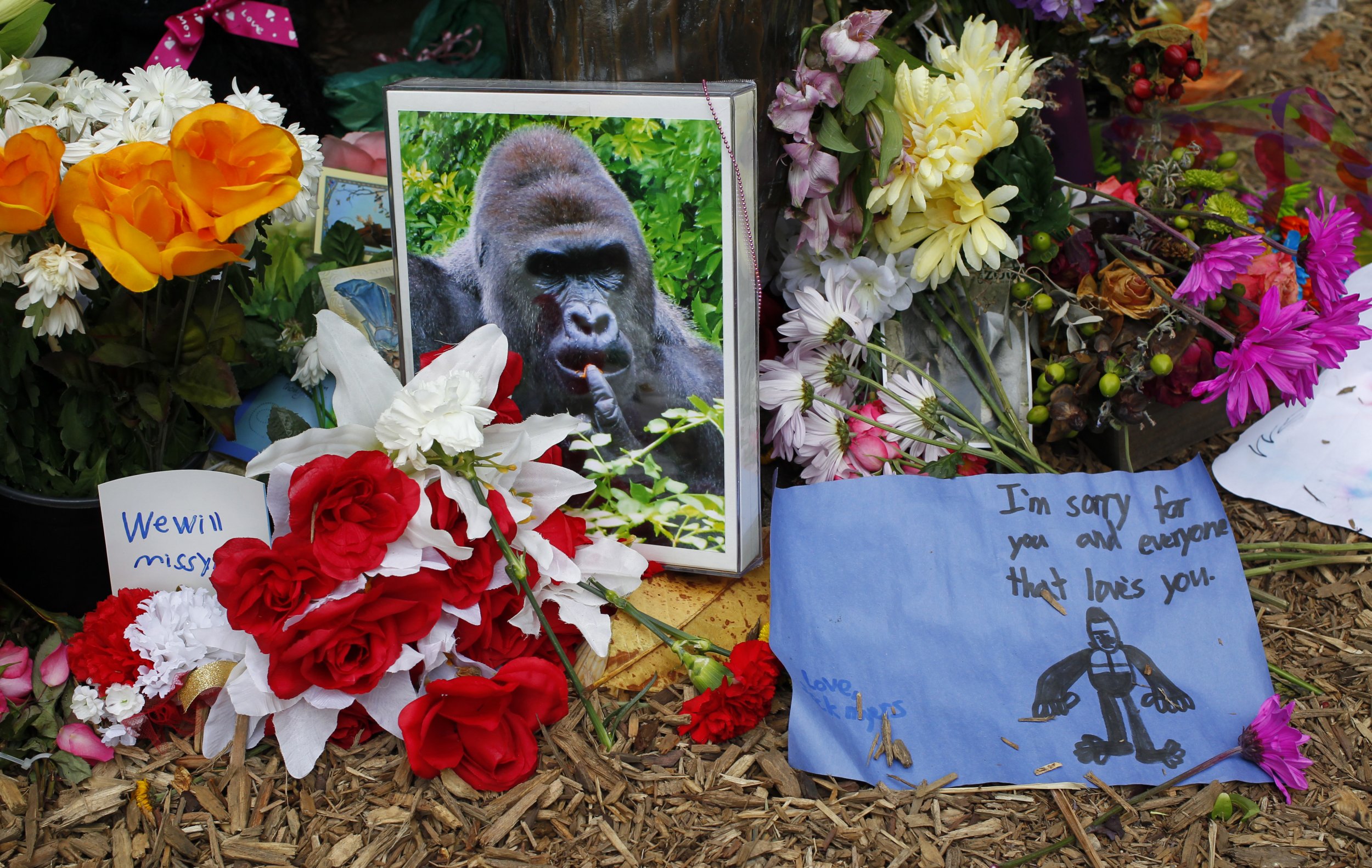 Tributes to Harambe the gorilla.