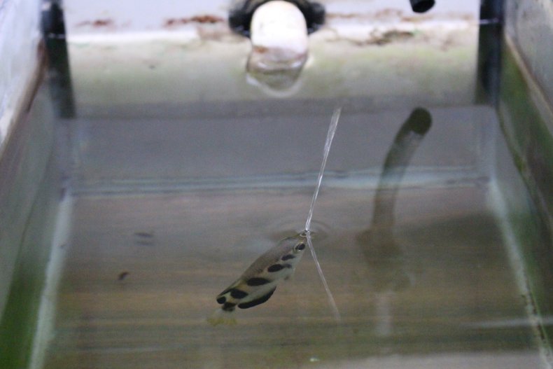 Archerfish spits to recognize human face Archerfish spits to recognize human face