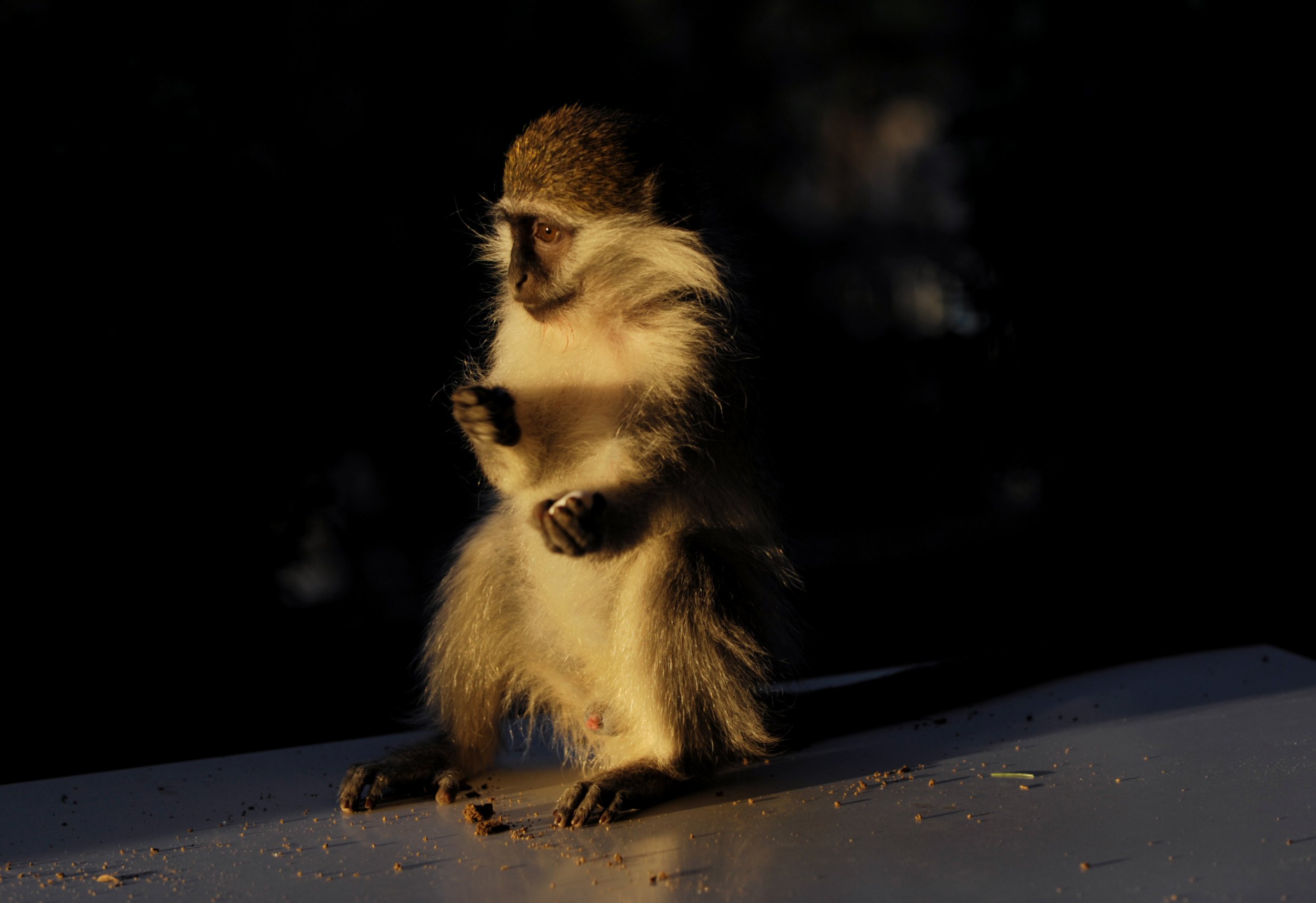 Vervet monkey