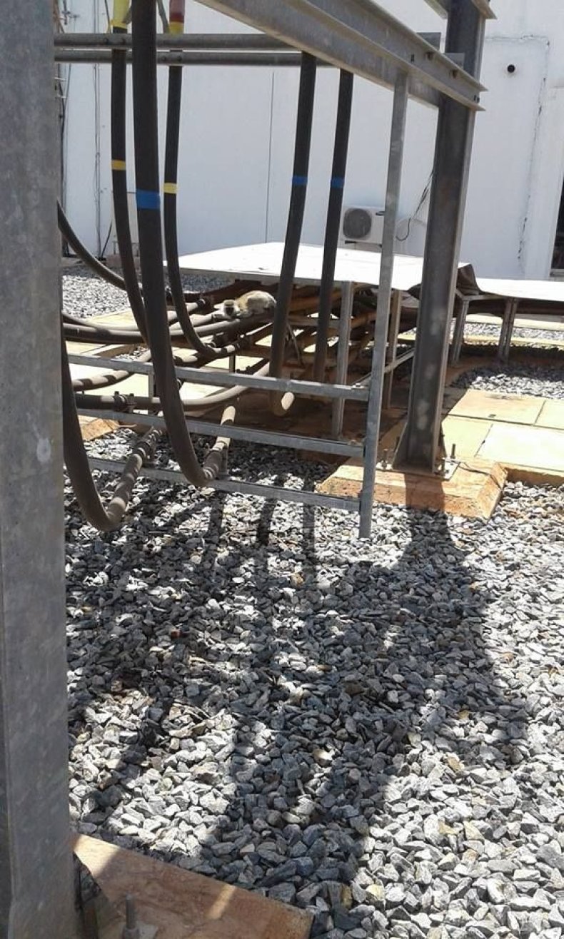 KenGen monkey.