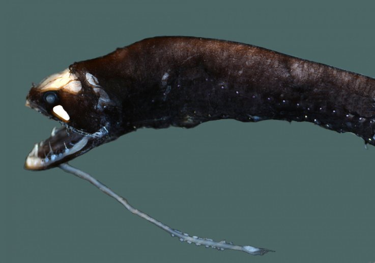 05_09_Barbeled dragonfish 05_09_Barbeled dragonfish