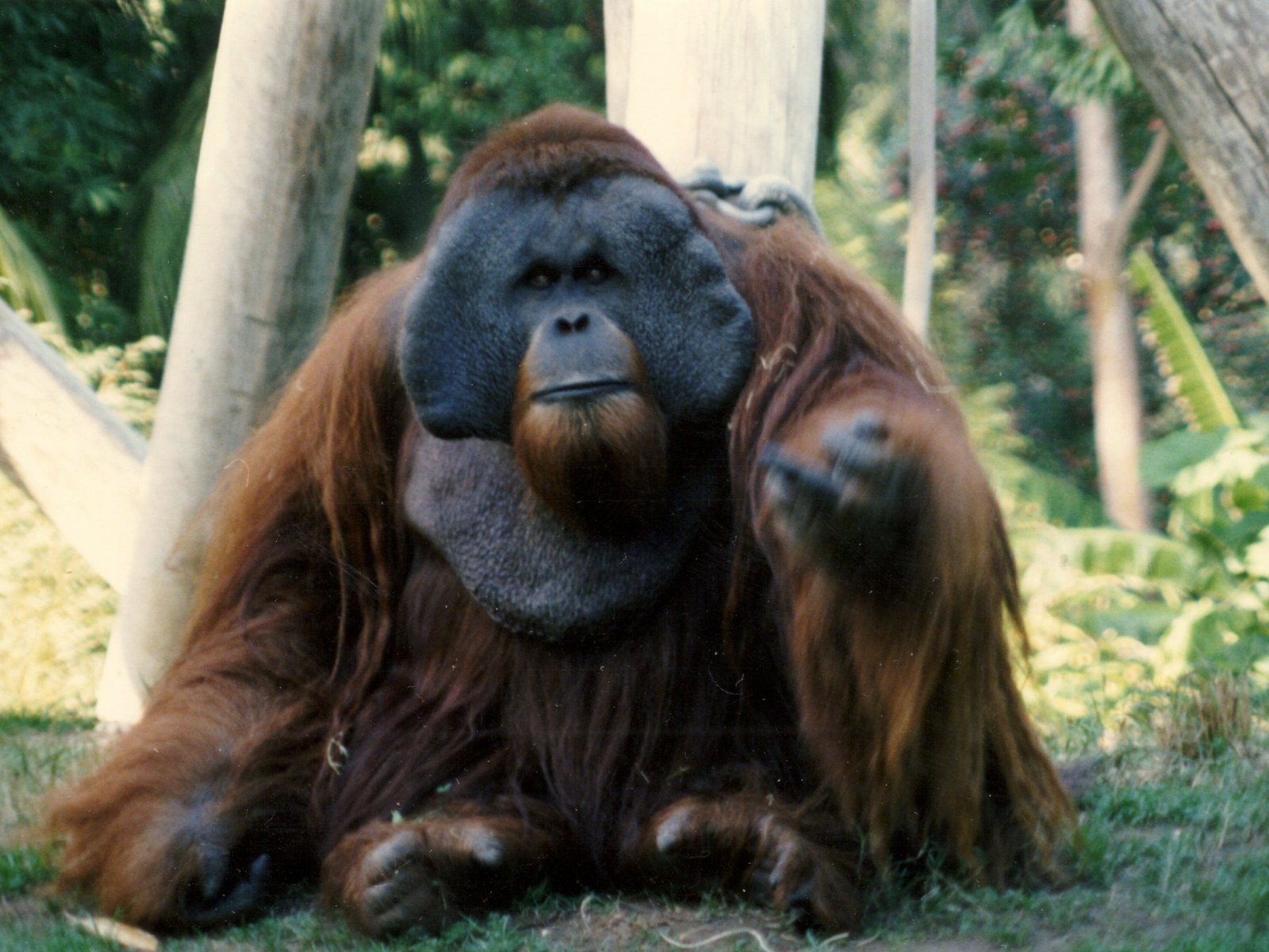 Meet Ken, San Diego Zoo's Most Infamous (and Hairiest) Escape Artist