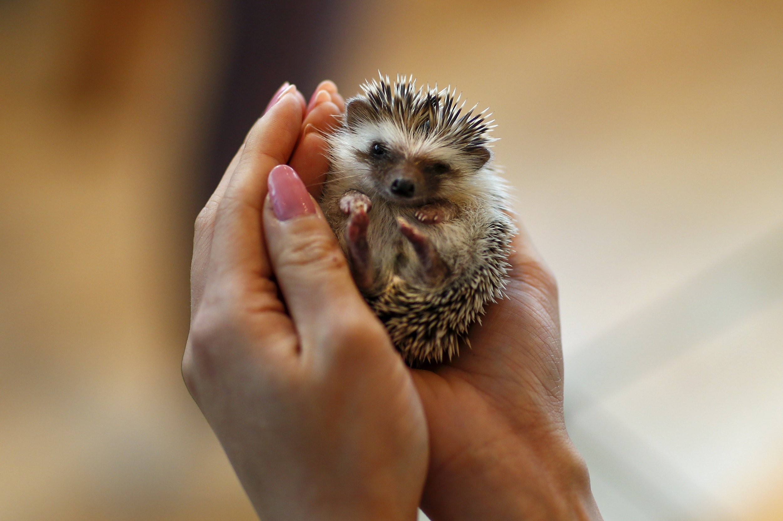 Why The Hedgehog Is In Decline In The Uk Newsweek