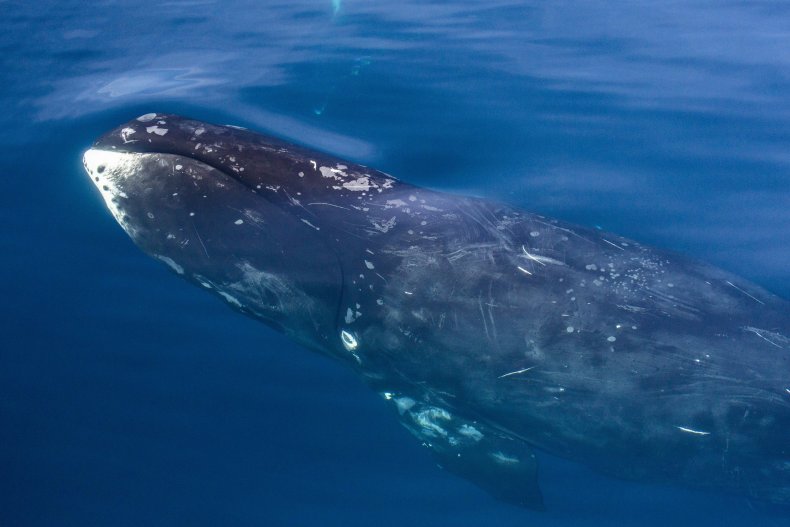 12 Animals That Have Surprisingly Long Life Spans 12 Animals That Have Surprisingly Long Life Spans