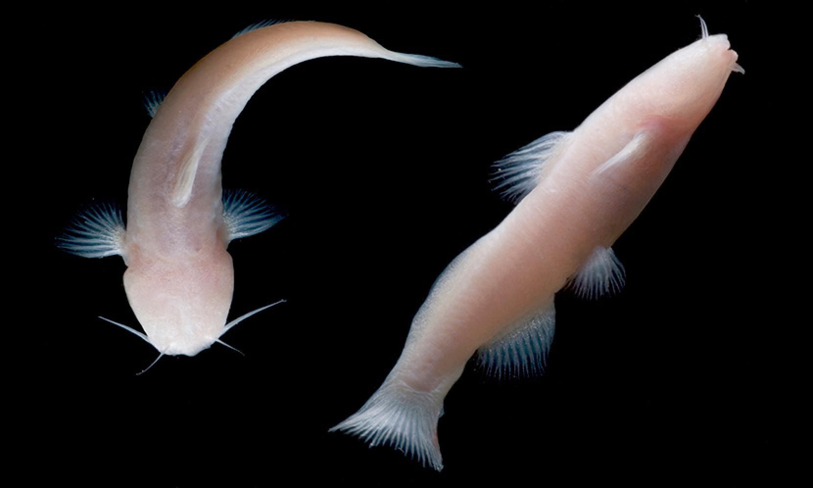 two-blind-cavefish